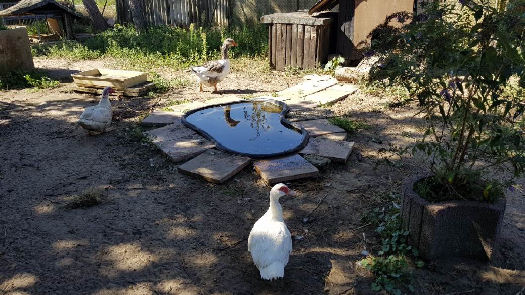 Im Gänsegehege wird ordentlich geschnattert.