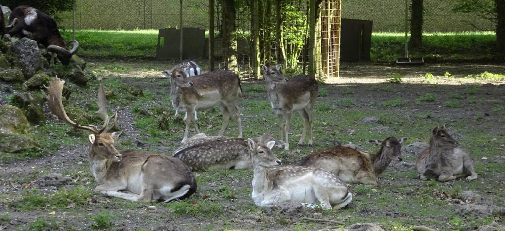 Wildpark Jägersburg