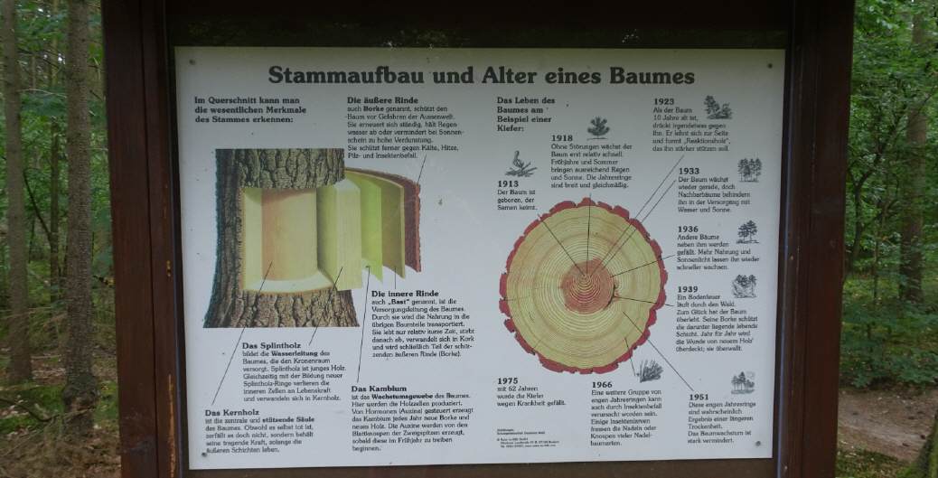 Schautafel über den Stammaufbau.