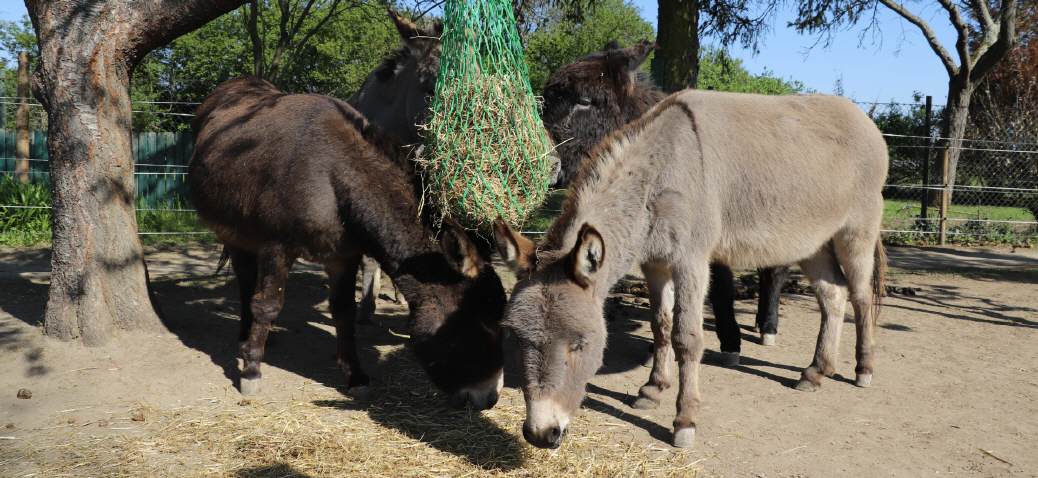 Kleine Eselranch