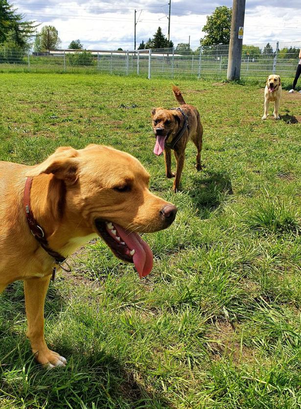 Alle Hunde haben sich gut verstanden.